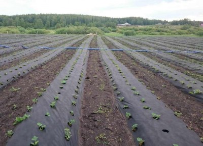 Агротекс 60 "UV" 3,2*200м (св 1,6м) перфор. мульча